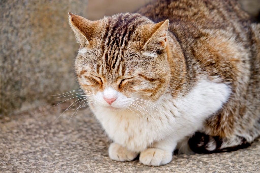 本日から代筆代行再開いたしました。